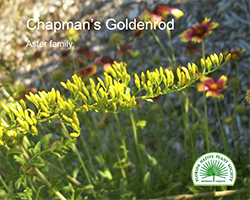 Solidago odora, Chapman&s Goldenrod